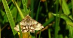 Słonecznica szczeciówka (Heliothis maritima)