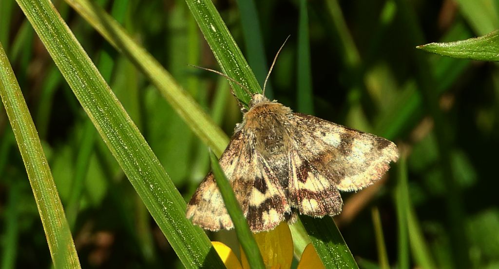 Słonecznica szczeciówka (Heliothis maritima)