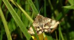 Słonecznica szczeciówka (Heliothis maritima)