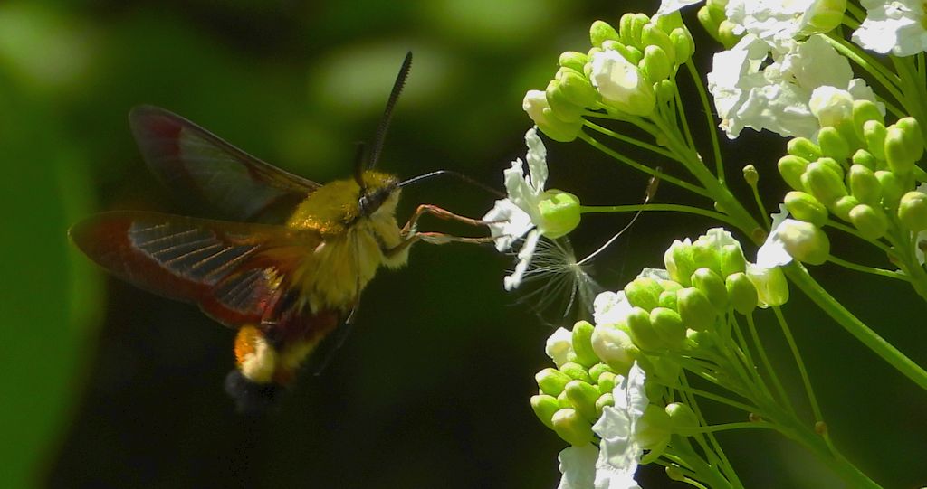 Fruczak bujankowiec (Hemaris fuciformis)
