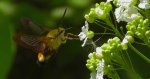Fruczak bujankowiec (Hemaris fuciformis)