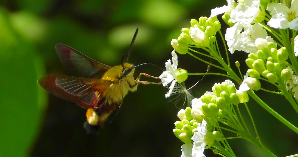 Fruczak bujankowiec (Hemaris fuciformis)