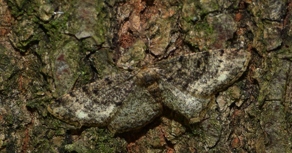 Przylepek podobniak (Parectropis similaria)
