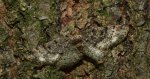 Przylepek podobniak (Parectropis similaria)