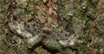 Przylepek podobniak (Parectropis similaria)
