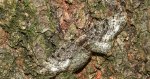 Przylepek podobniak (Parectropis similaria)