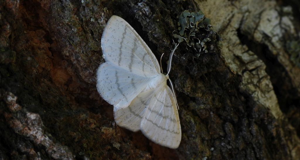 Ciemnokres wierzbowiec (Cabera pusaria)