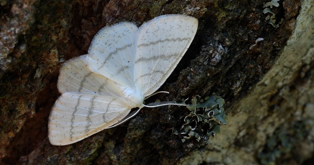 Ciemnokres wierzbowiec (Cabera pusaria)