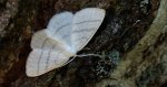 Ciemnokres wierzbowiec (Cabera pusaria)