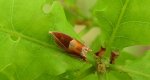 Zwójka - Ancylis mitterbacheriana