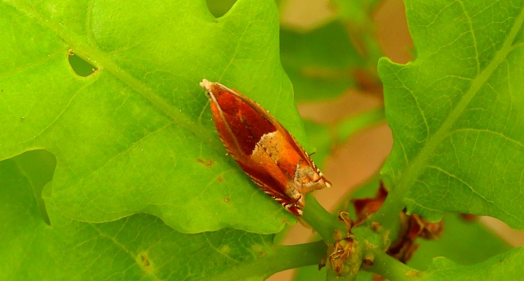 Zwójka - Ancylis mitterbacheriana