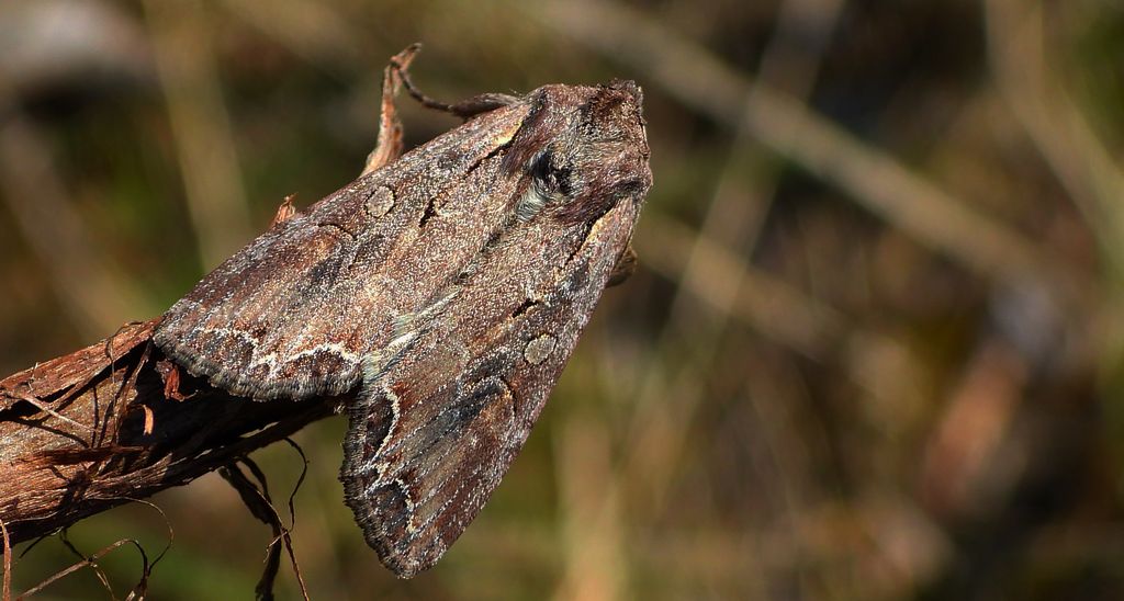 Piętnówka pstra, piętnówka lśnica (Lacanobia thalassina)