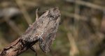 Piętnówka pstra, piętnówka lśnica (Lacanobia thalassina)