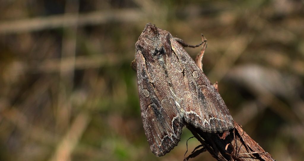 Piętnówka pstra, piętnówka lśnica (Lacanobia thalassina)