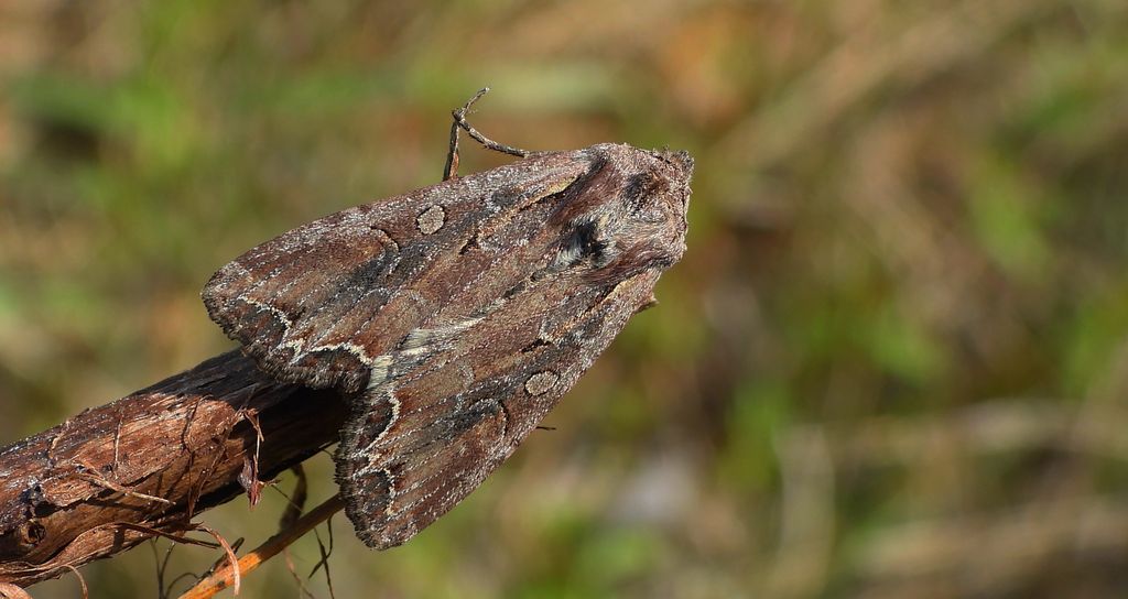 Piętnówka pstra, piętnówka lśnica (Lacanobia thalassina)