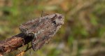 Piętnówka pstra, piętnówka lśnica (Lacanobia thalassina)