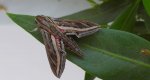 Zmrocznik winniczak (Hippotion celerio)