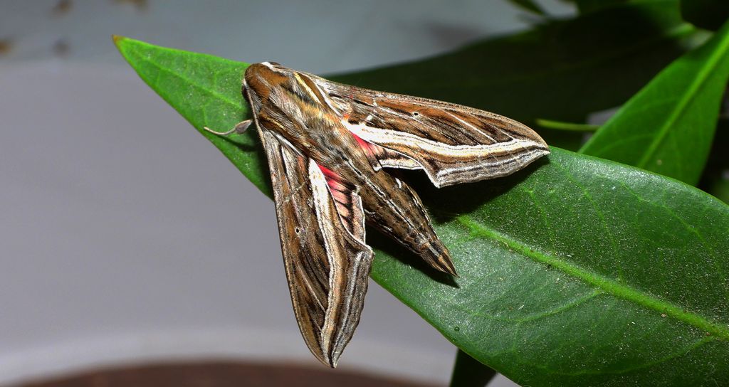 Zmrocznik winniczak (Hippotion celerio)