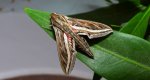 Zmrocznik winniczak (Hippotion celerio)