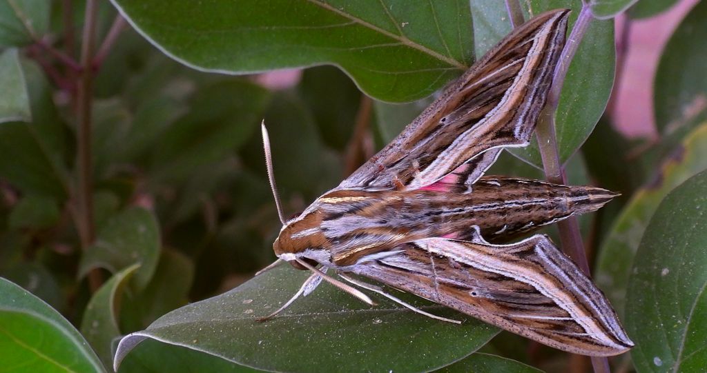 Zmrocznik winniczak (Hippotion celerio)