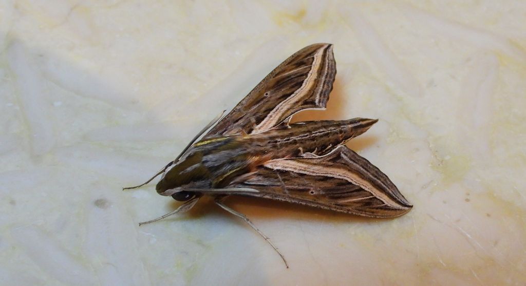 Zmrocznik winniczak (Hippotion celerio)