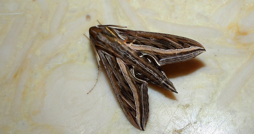 Zmrocznik winniczak (Hippotion celerio)