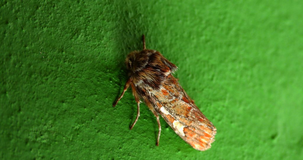Strzygonia choinówka (Panolis flammea)