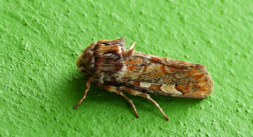 Strzygonia choinówka (Panolis flammea)