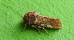 Strzygonia choinówka (Panolis flammea)