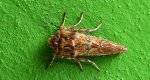 Strzygonia choinówka (Panolis flammea)