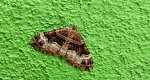 Paśnik dwurzeczek (Xanthorhoe biriviata)