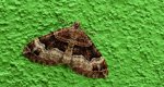 Paśnik dwurzeczek (Xanthorhoe biriviata)