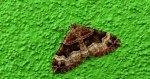 Paśnik dwurzeczek (Xanthorhoe biriviata)