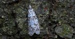 Diurnea fagella