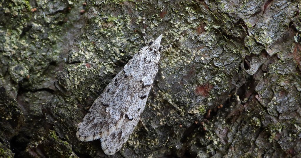 Diurnea fagella