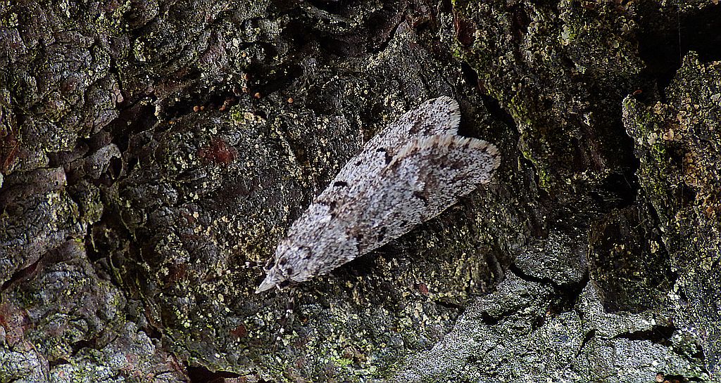 Diurnea fagella