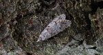 Diurnea fagella