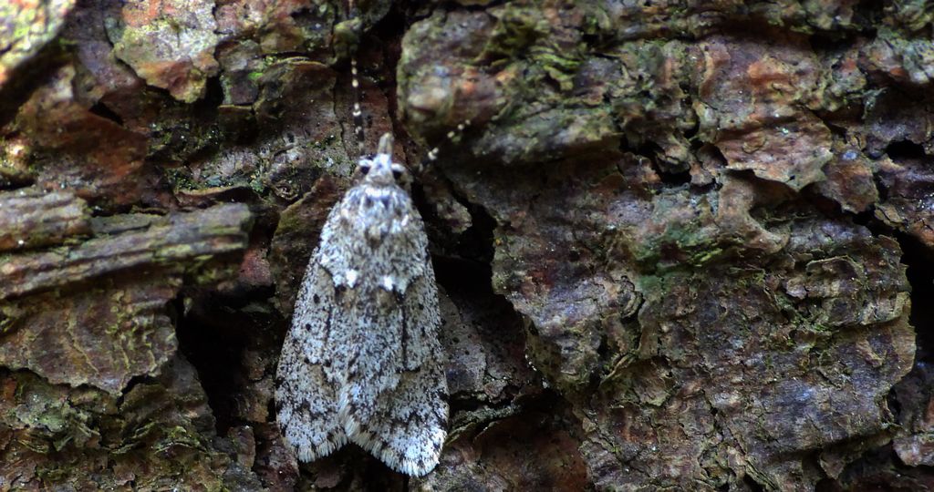 Diurnea fagella