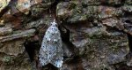 Diurnea fagella