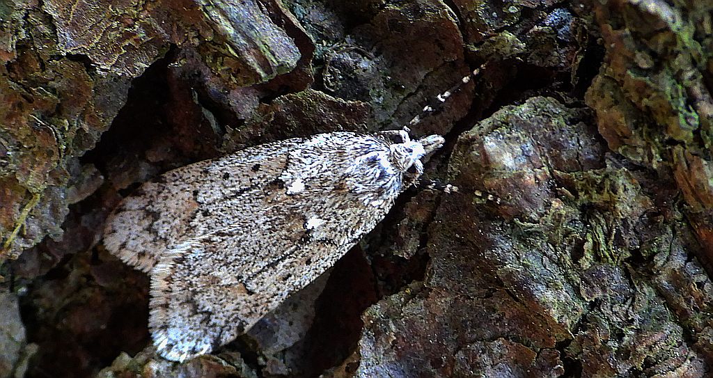 Diurnea fagella