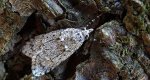 Diurnea fagella