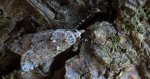Diurnea fagella