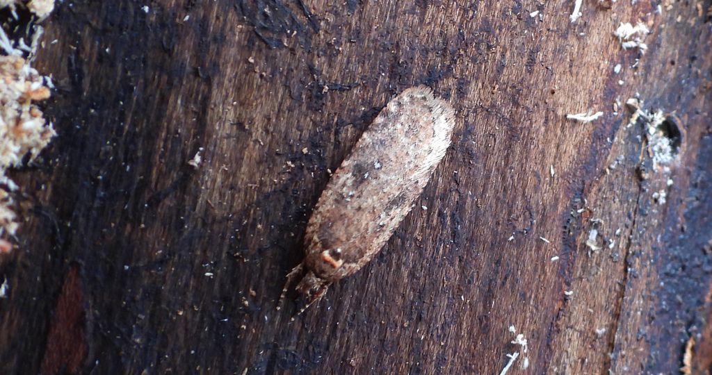 Agonopterix ciliella