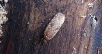 Agonopterix ciliella