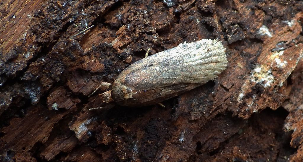 Agonopterix ciliella