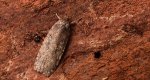 Agonopterix ciliella