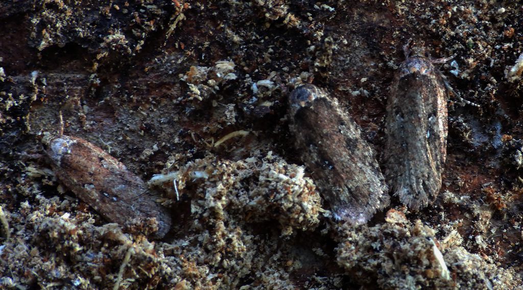 Agonopterix ciliella