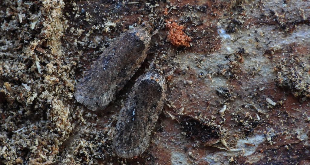 Agonopterix ciliella