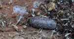 Agonopterix ciliella