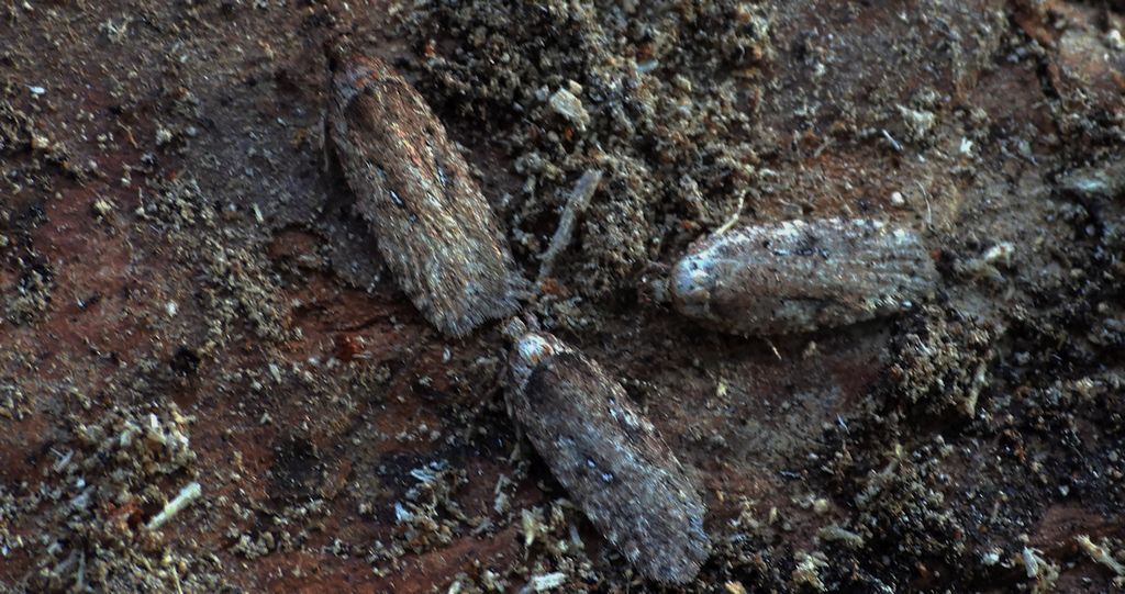 Agonopterix ciliella